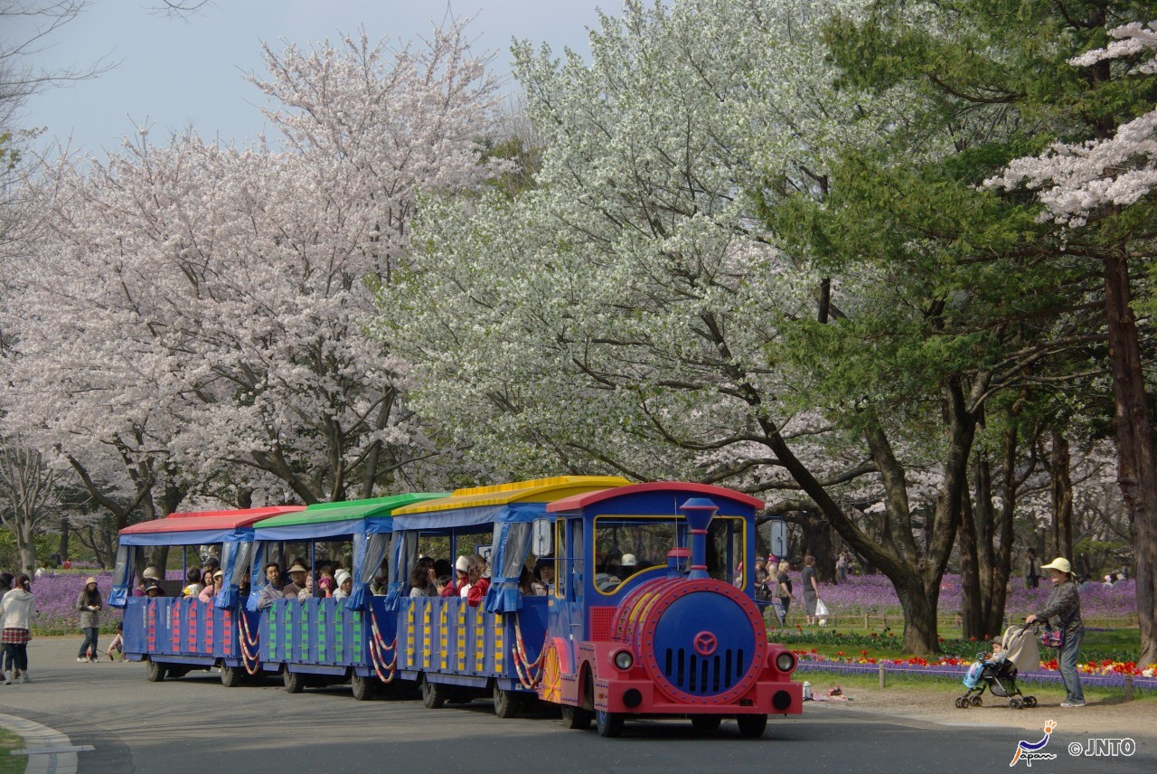 東京的櫻花.jpg