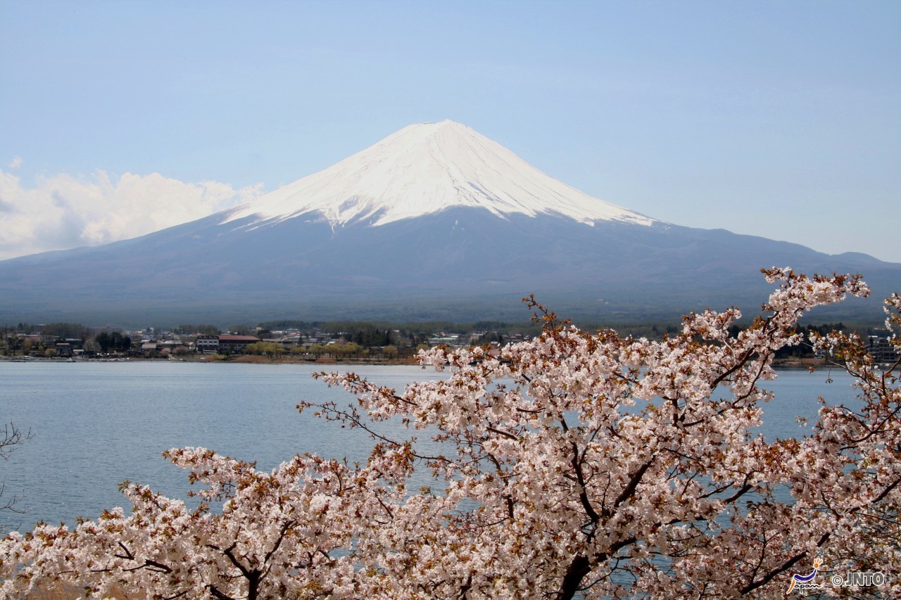富士山與櫻花.jpg