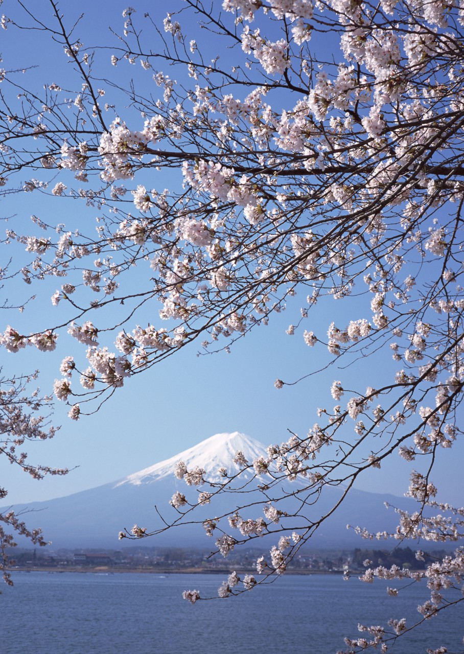 富士山與櫻花.jpg