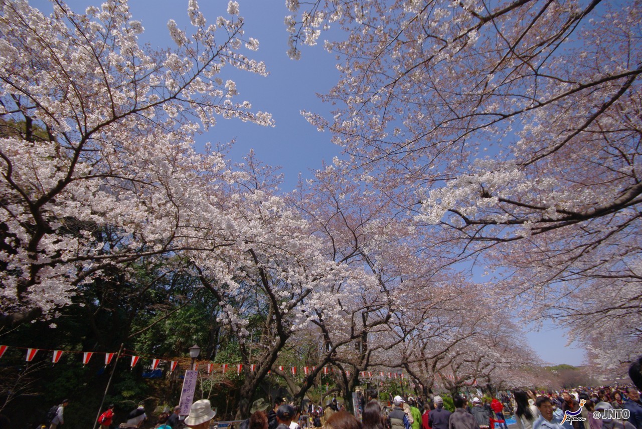 上野櫻花.jpg